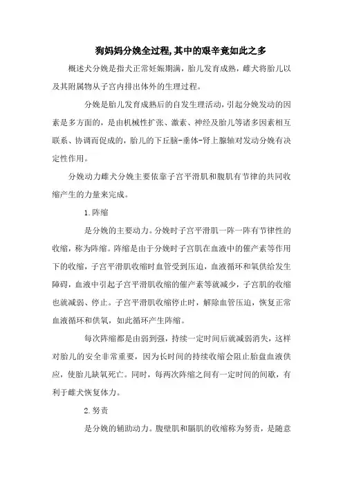 狗妈妈分娩全过程,其中的艰辛竟如此之多
