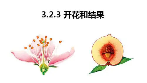 3.2.3开花和结果  课件(共24张PPT)人教版生物七年级上册