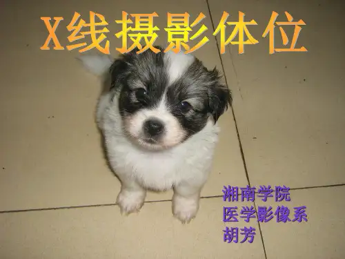 x线摄影体位