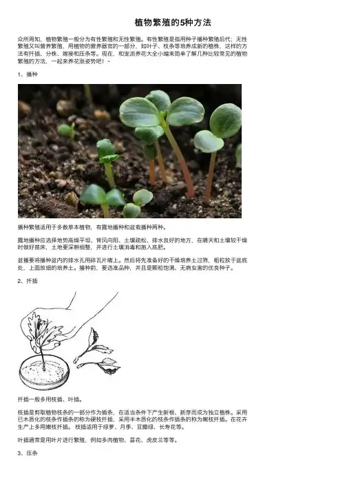 植物繁殖的5种方法