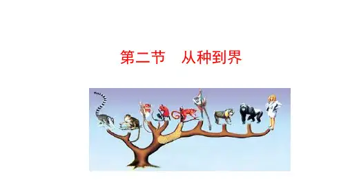 2.4.2从种到界  课件(共26张PPT) 生物人教版七年级上册