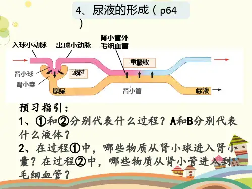 初中生物北师大七年级下册生物圈中的人-七下尿液的形成与排出PPT