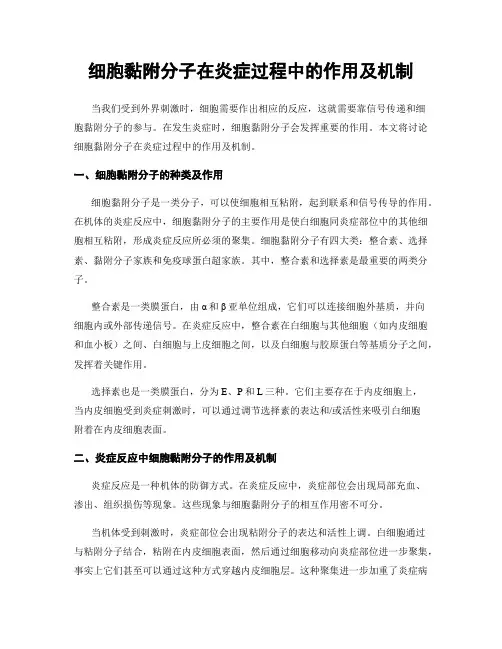 细胞黏附分子在炎症过程中的作用及机制
