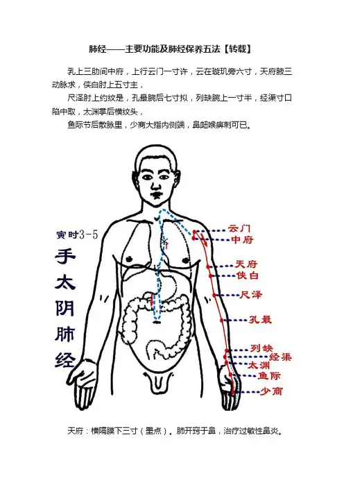 肺经——主要功能及肺经保养五法【转载】