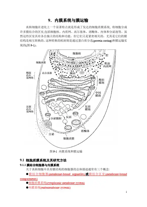 9 内膜系统与蛋白质分选.