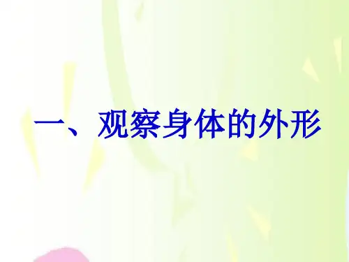身体的结构我们的身体PPT课件3.ppt