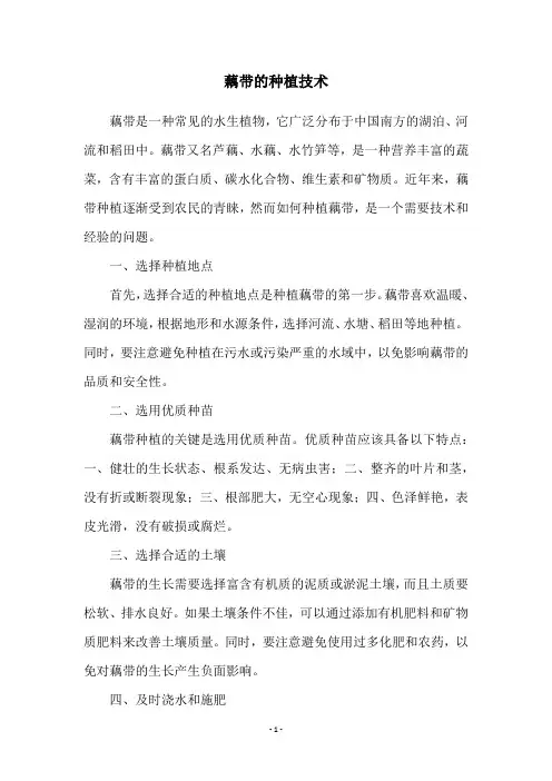藕带的种植技术