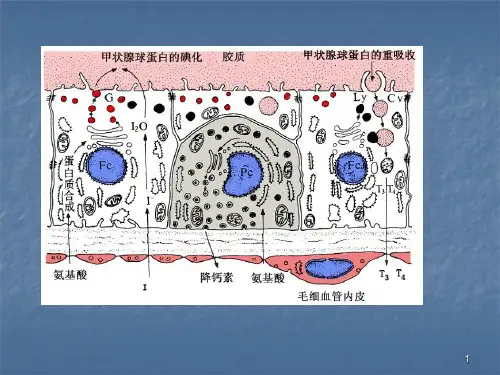 甲状腺激素合成功能及调节ppt课件