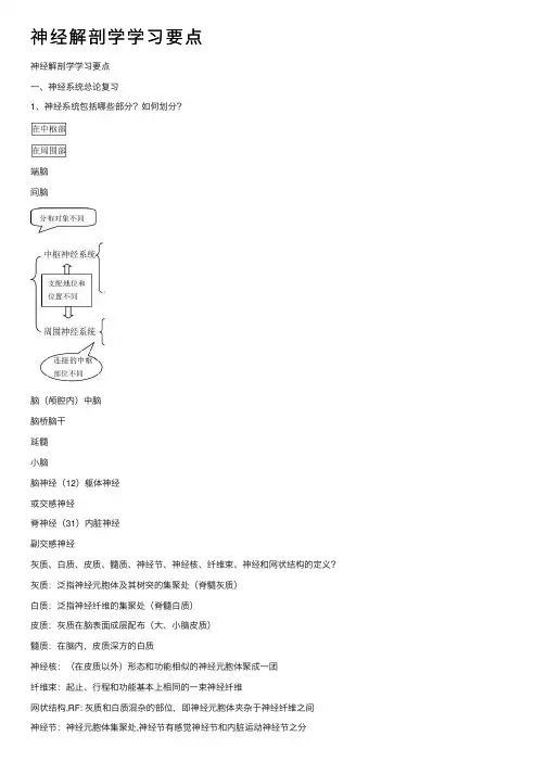 神经解剖学学习要点