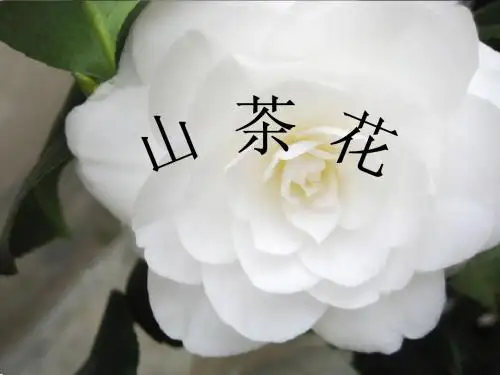 山茶花