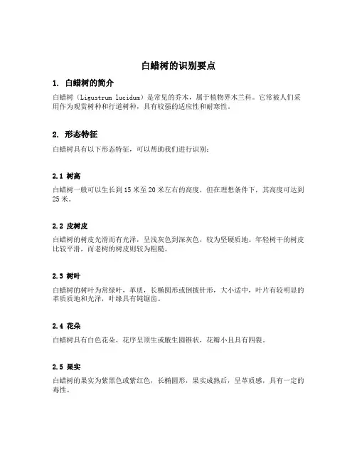 白蜡树的识别要点