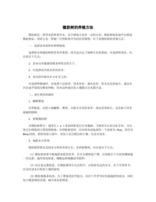 橡胶树的养殖方法