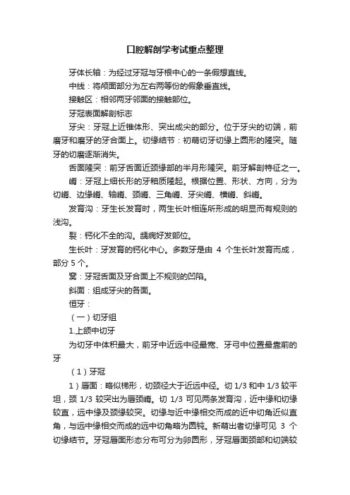 口腔解剖学考试重点整理
