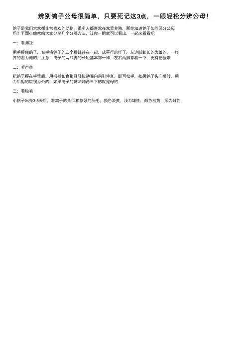 辨别鸽子公母很简单，只要死记这3点，一眼轻松分辨公母！