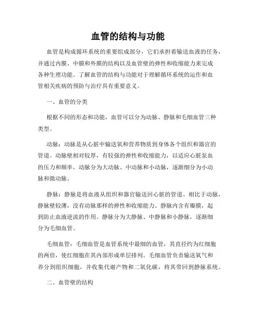 血管的结构与功能