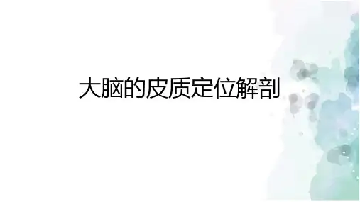大脑的皮质定位解剖