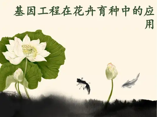 基因工程在花卉育种中的应用2