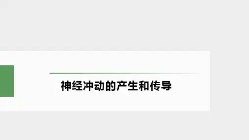 神经冲动的产生和传导