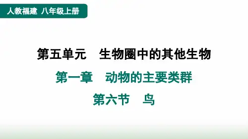 人教版八年级生物上册第五单元第一章动物的主要类群第六节鸟课件