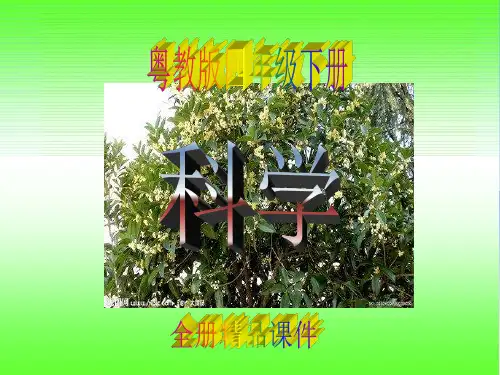 粤教版四年级下册科学全册