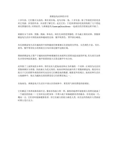 黄额盒龟亚种的介绍
