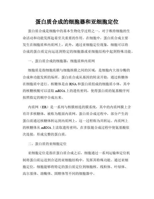 蛋白质合成的细胞器和亚细胞定位