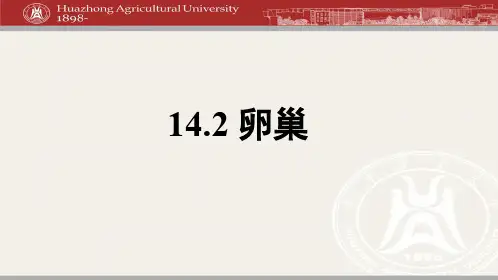 14.2 卵巢(下)