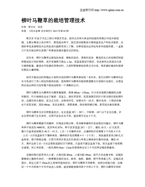 柳叶马鞭草的栽培管理技术
