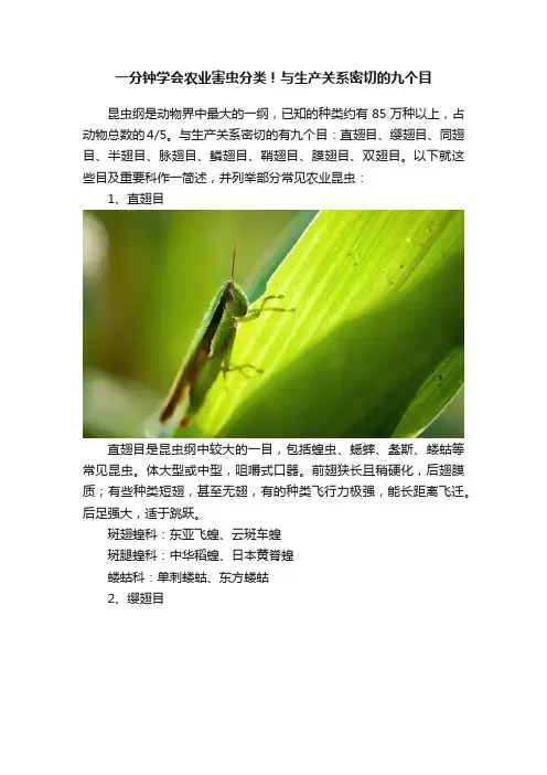 一分钟学会农业害虫分类！与生产关系密切的九个目