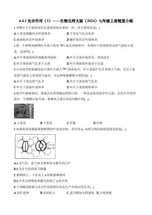 4.4.1光合作用(3)——生物北师大版(2024)七年级上册随堂小练(含解析)