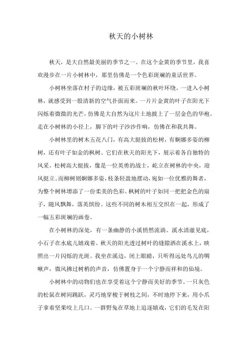秋天的小树林