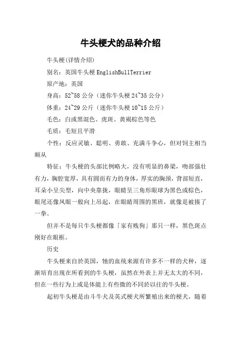 牛头梗犬的品种介绍