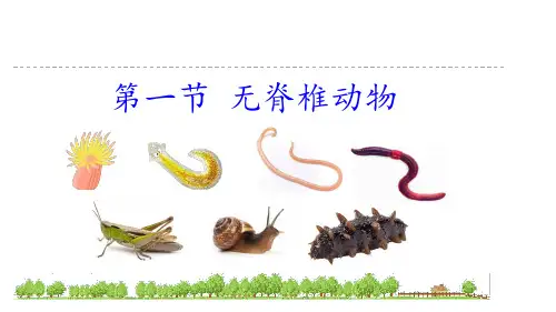 无脊椎动物课件-2024-2025学年人教版生物七年级上册