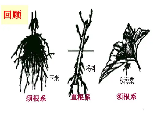 植物生殖器官的生长ppt课件