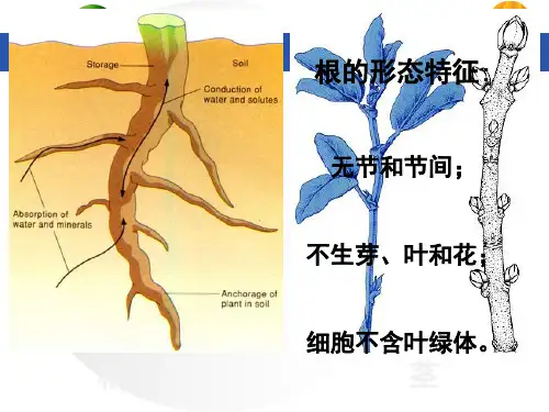 4第三章 根