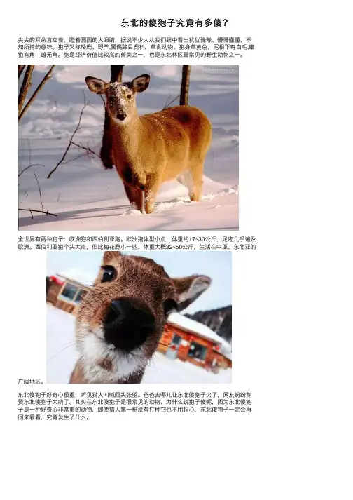 东北的傻狍子究竟有多傻？