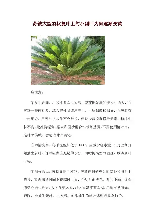 苏铁大型羽状复叶上的小剑叶为何逐渐变黄