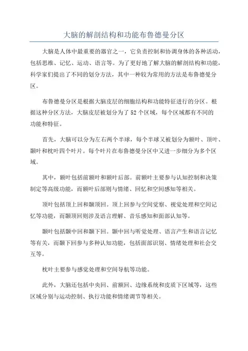 大脑的解剖结构和功能布鲁德曼分区