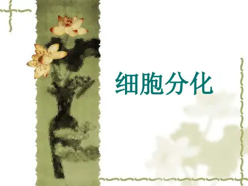 细胞分化优质获奖课件
