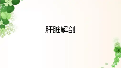 肝脏分段解剖