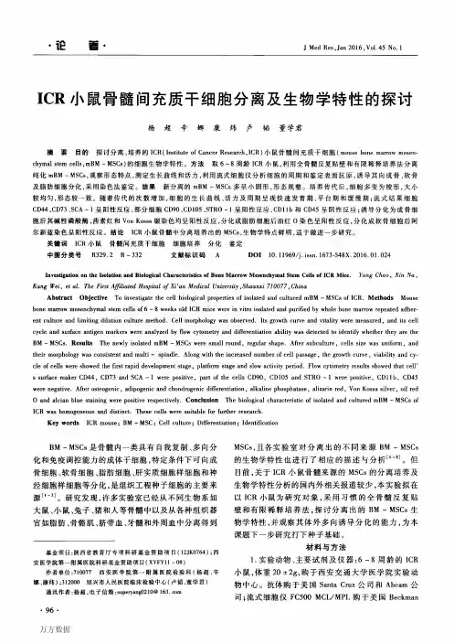 ICR小鼠骨髓间充质干细胞分离及生物学特性的探讨