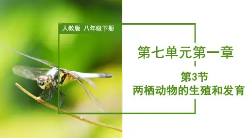 初中生物八年级下册7-1-3 两栖动物的生殖和发育(教学课件)