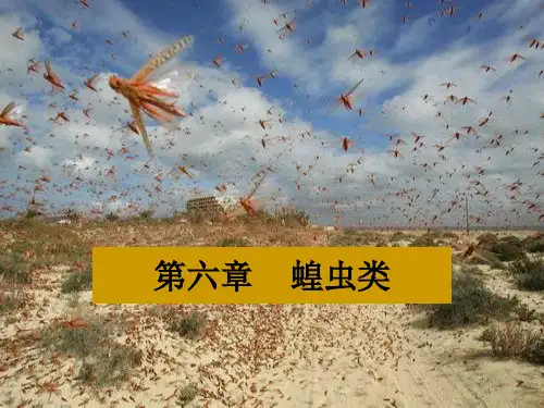 第六章++++蝗虫类