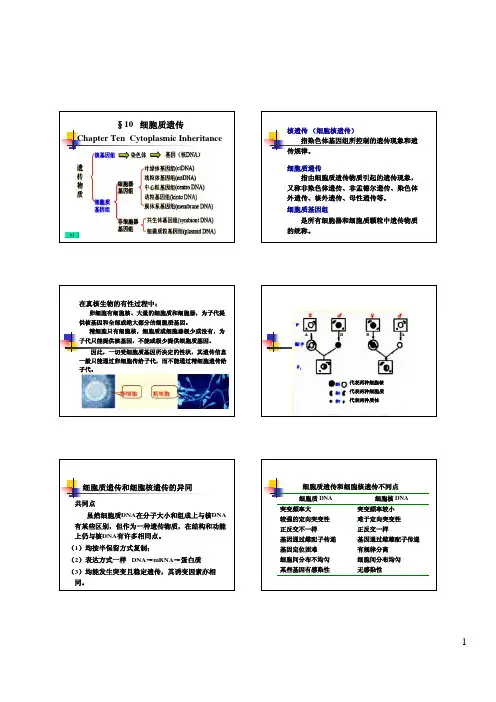 细胞质遗传