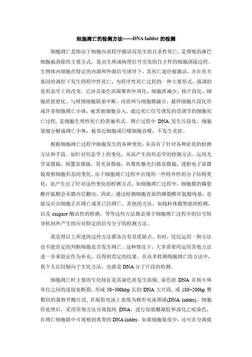 DNA LADDER 的检测