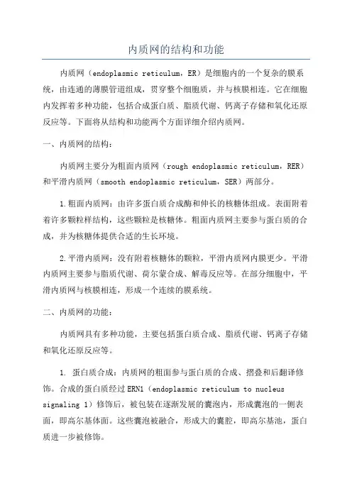 内质网的结构和功能