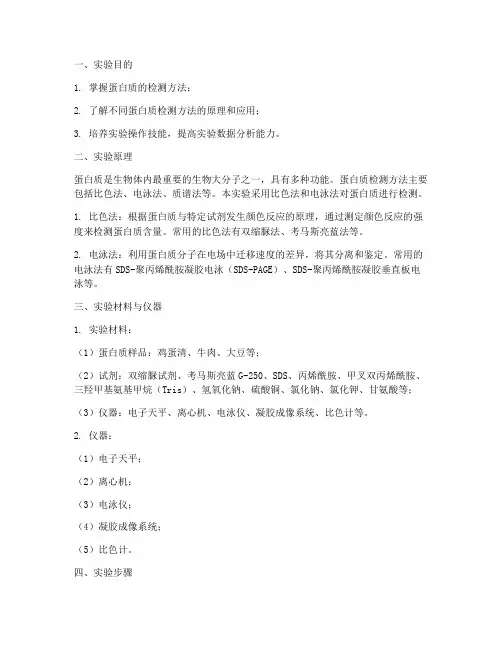 检测蛋白质实验报告
