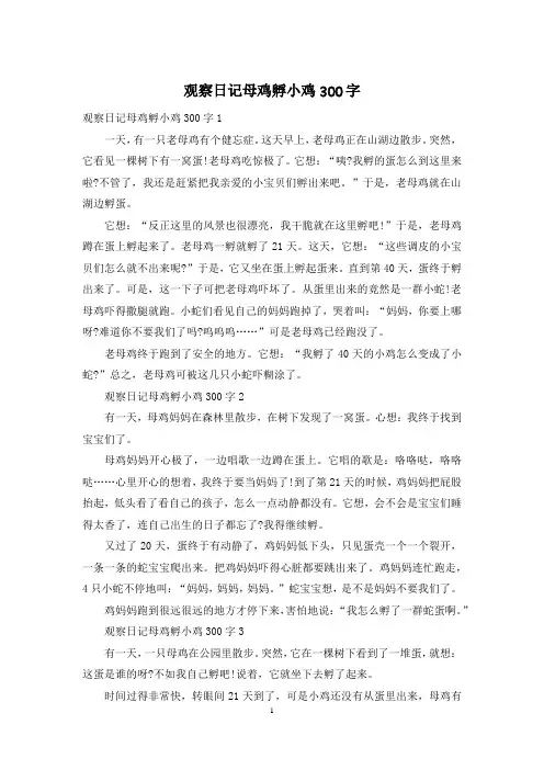 观察日记母鸡孵小鸡300字