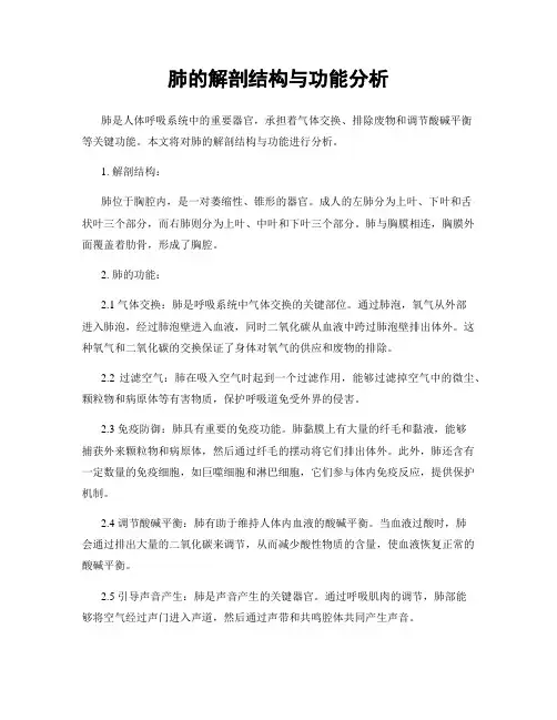肺的解剖结构与功能分析