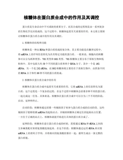核糖体在蛋白质合成中的作用及其调控